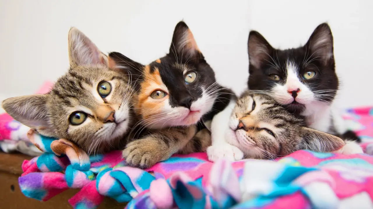 Foster Kittens: Providing Love and Care for Vulnerable Feline Lives