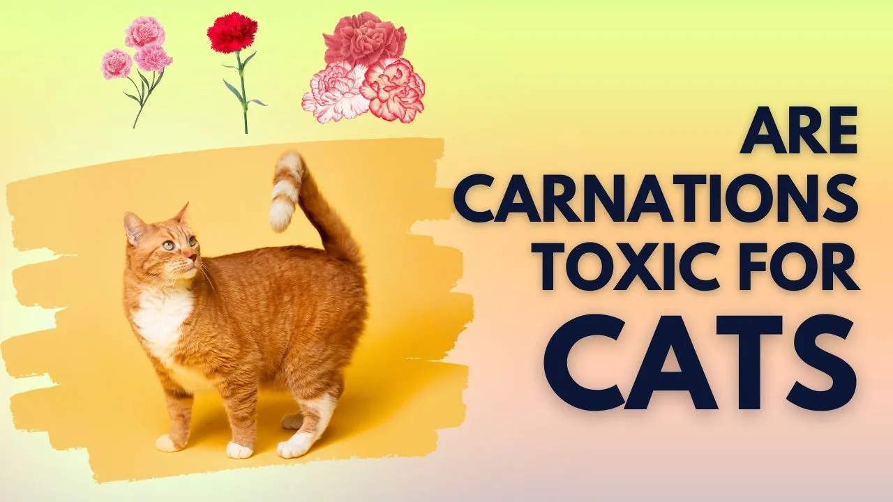 Are Carnations Toxic to Cats?