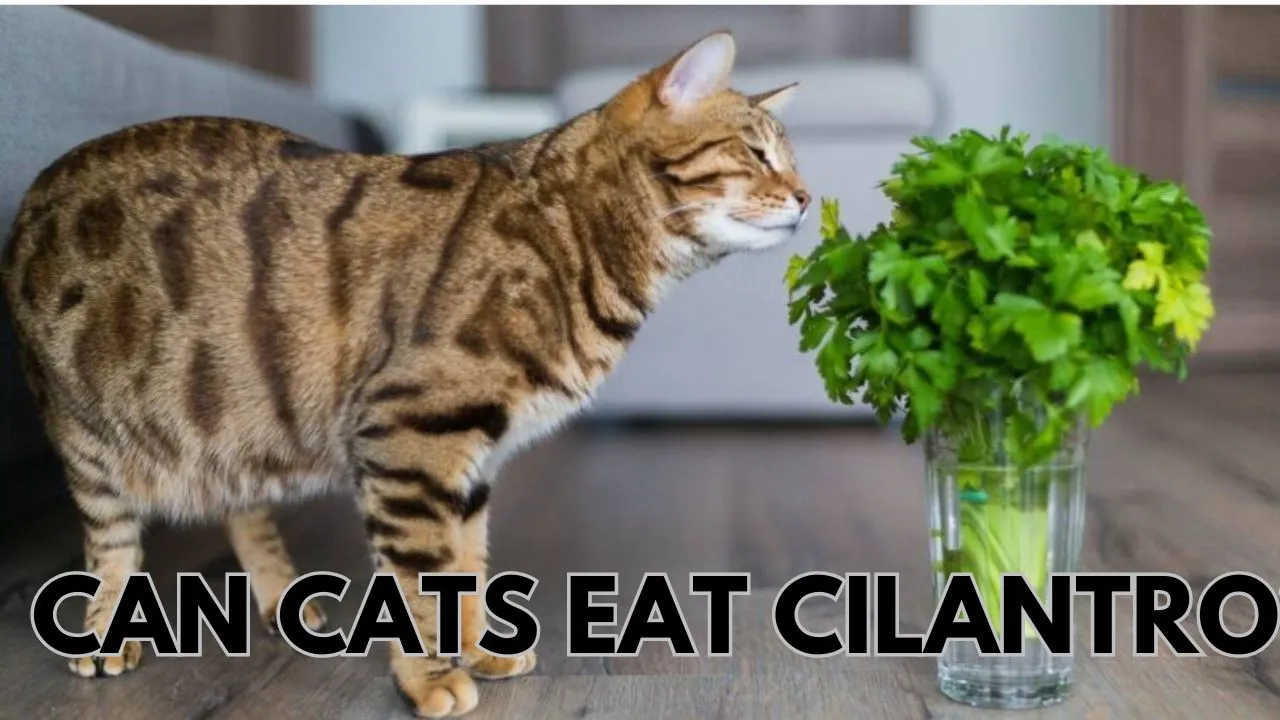 Can Cats eat Cilantro: Exploring the  Safety and Benefits