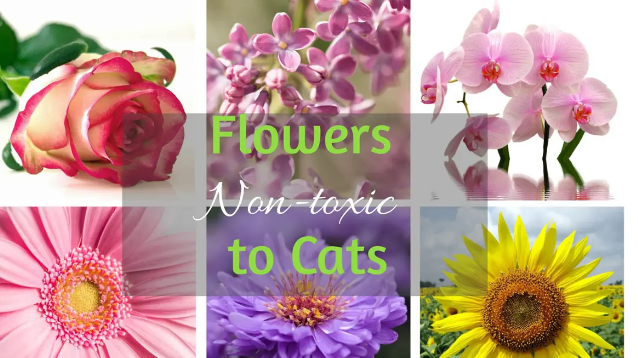 Flowers That Are Safe for Cats