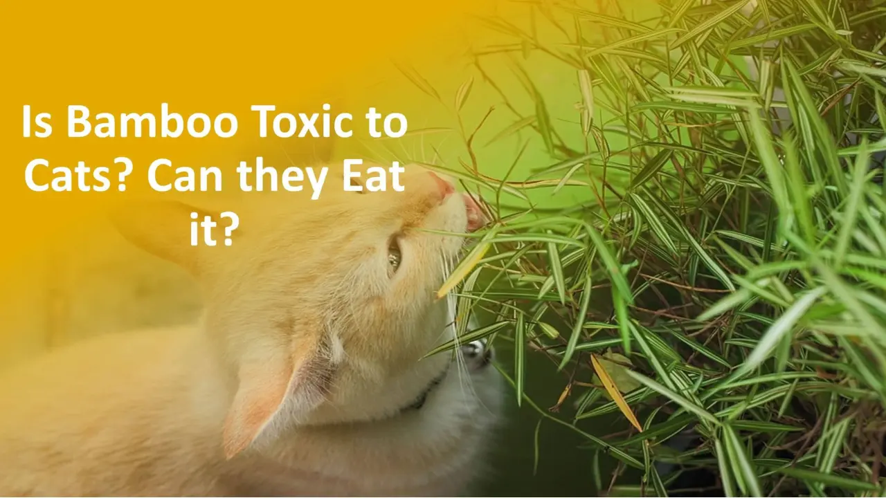 Is Bamboo Toxic to Cats Ensuring the Safety of Your Feline Friend