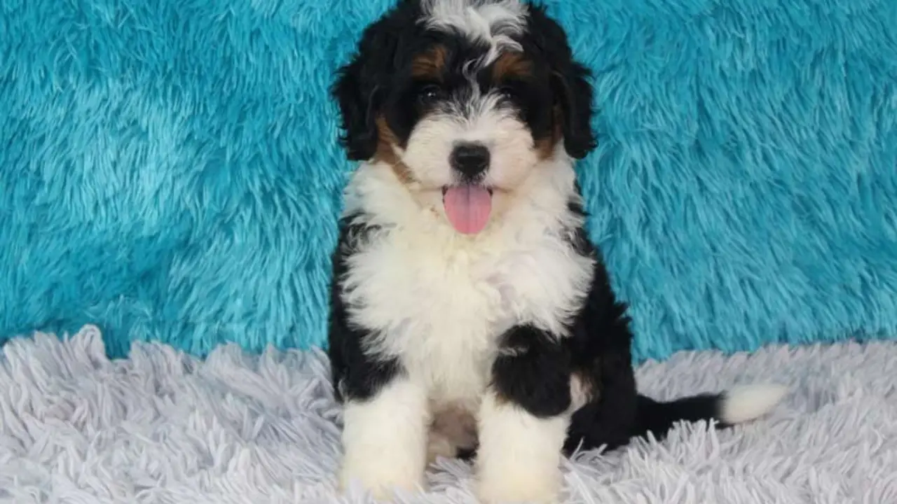 Mini Bernedoodle – How to Keep Your Furry Friend Happy? 