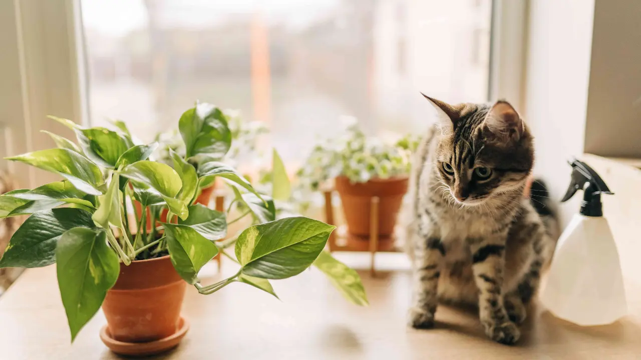 Pothos and Cats Exploring the Potential Risks