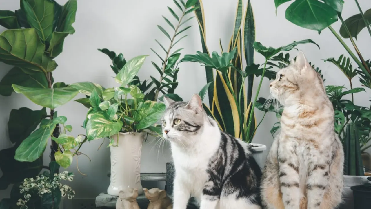 Snake Plant and Cats: Understanding the Risks