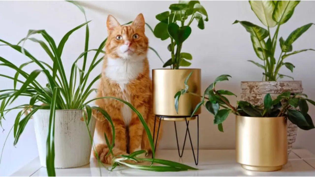Spider Plant Toxic to Cats: Understanding the Risks