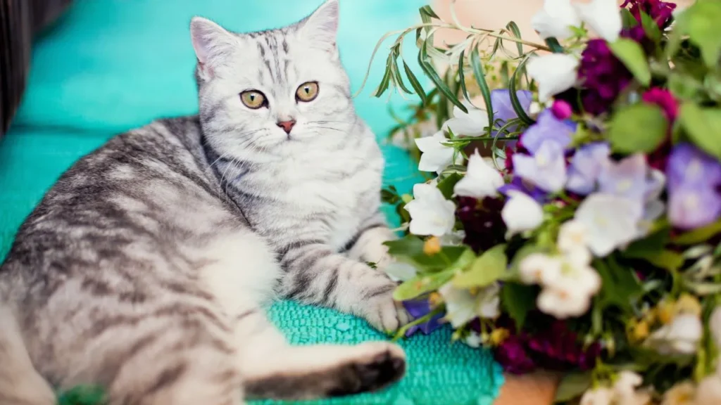 Carnations and Cats 
